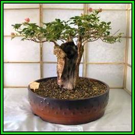 Adansonia digitata - African Baobab - 10 Seeds + FREE Gifts Seeds + Bonsai eBook, NEW