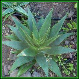 Aloe affinis - Graskop Aloe - 10 Seed Pack - Indigenous Succulent - Worldwide Shipping, NEW