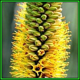 Aloe alooides - Graskop Aloe Seeds - Indigenous Aloe Succulent - Worldwide Shipping, NEW