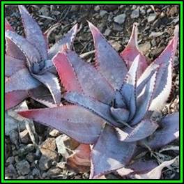 Aloe capitata var quartziticola Seeds - Madagascan Succulent - Worldwide Shipping - NEW