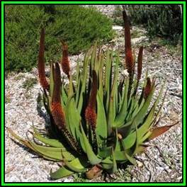 Aloe castanea x Aloe globuligemma Seeds - Natural Hybrid - Indigenous Succulent, NEW