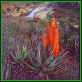 Aloe ferox - Bitter Aloe - 10 Seed Pack - Indigenous Succulent - Worldwide Shipping, NEW