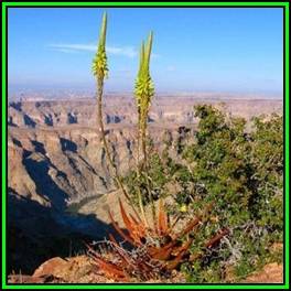 Aloe gariepensis Green Flowers - 10 Seed Pack - Indigenous Succulent - Worldwide Shipping, NEW