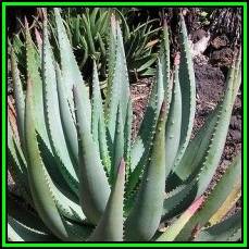 Aloe gerstneri Seeds - Indigenous Aloe Succulent - Worldwide Shipping, NEW