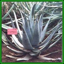 Aloe globuligemma - Beady Aloe Seeds - Indigenous Succulent - Worldwide Shipping, NEW