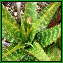 Aloe greenii - 10 Seed Pack - Indigenous Succulent - Worldwide Shipping, NEW