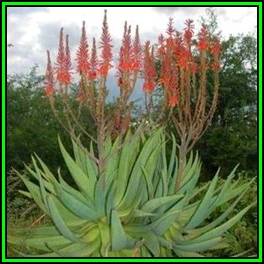 Aloe littoralis Seeds - Windhoek Aloe - Exotic Namibian Succulent - Worldwide Shipping, NEW