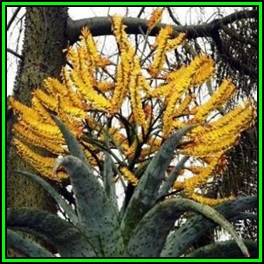 Aloe marlothii Seeds - Mountain Aloe - Indigenous Succulent - Worldwide Shipping, NEW