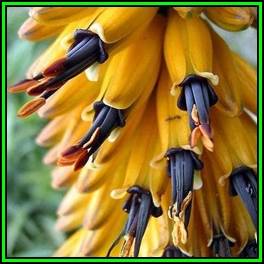 Aloe marlothii - Mountain Aloe - 6 Seed Pack - Indigenous Succulent - Worldwide Shipping, NEW