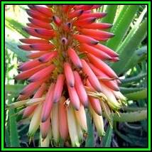 Aloe mutabilis - 10 Seed Pack - Indigenous Succulent - Worldwide Shipping, NEW