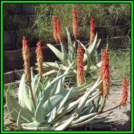Aloe namibensis - 5 Seed Pack - Exotic Succulent from Namibia - Worldwide Shipping, NEW