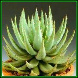Aloe peglerae - 10 Seed Pack - Beautiful Indigenous Succulent - Worldwide Shipping, NEW
