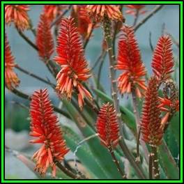 Aloe rupestris - Bottlebrush Aloe - 10 Seed Pack - Indigenous Succulent - Worldwide Shipping, NEW
