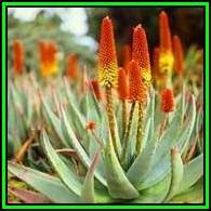 Aloe spectabilis - Natal Aloe - 5 Seed Pack - Indigenous Succulent - Worldwide Shipping, NEW