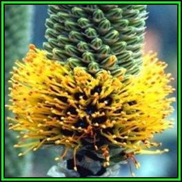 Aloe spicata - Bottle-Brush Aloe - 10 Seed Pack - Indigenous Succulent - Worldwide Shipping, NEW