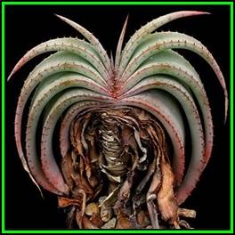 Aloe suprafoliata - Book Aloe - 5 Seed Pack - Indigenous Succulent - Worldwide Shipping, NEW