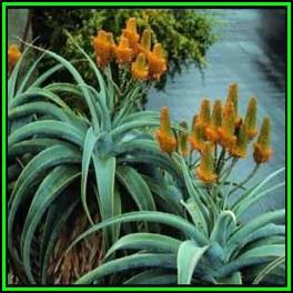 Aloe thraskii Seeds - Dune Aloe - Indigenous Succulent - Worldwide Shipping, NEW