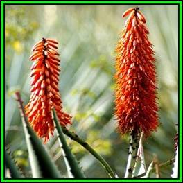 Aloe transvaalensis - 5 Seed Pack - Indigenous Succulent + FREE SEEDS WITH ALL ORDERS - NEW