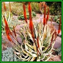 Aloe vryheidensis - Wolkberg Aloe - 10 Seed Pack - Indigenous Succulent - Worldwide Shipping, NEW
