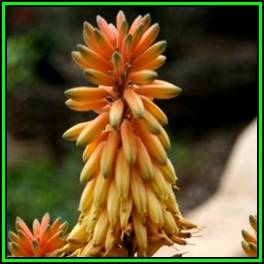 Aloe wickensii - Geelaalwyn - 10 Seed Pack - Indigenous Succulent - Worldwide Shipping, NEW