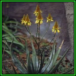 Aloe wickensii Seeds - Geelaalwyn - Indigenous Succulent - Worldwide Shipping, NEW
