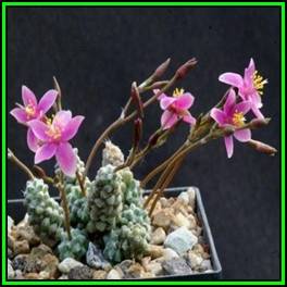 Anacampseros baeseckei - 10 Seed Pack Indigenous Succulent - Worldwide Shipping