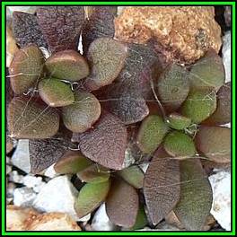 Anacampseros lanceolata - 10 Seed Pack Indigenous Succulent - Worldwide Shipping, NEW