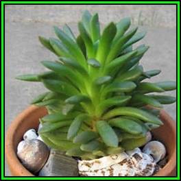 Anacampseros marlothii - 10 Seed Pack - Rare Indigenous Succulent - Worldwide Shipping, NEW