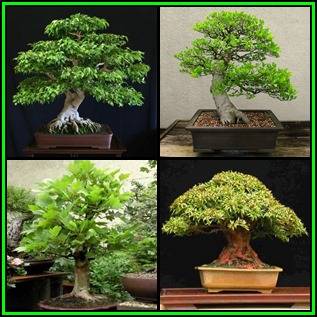 Bonsai Variety Pack 6 - 55 Seed Pack - 4 Species + Free Bonsai eBook & Germination Guides - NEW