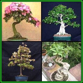 Bonsai Variety Pack 7 - 60 Seed Pack - 4 Species + Free Bonsai eBook & Germination Guides - NEW
