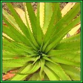 Aloe pretoriensis - Pretoria Aloe - 5 Seed Pack - Indigenous Succulent - Worldwide Shipping, NEW