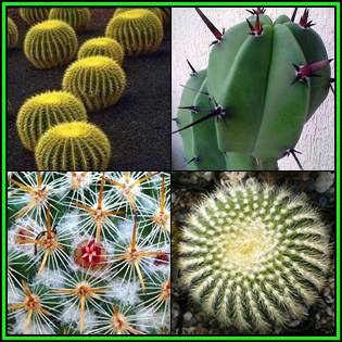 Cactus Variety Seed Pack No.1 - 4+ Species - 100+ Seeds - Massive Range - Flat Ship Rate - NEW