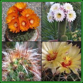 Cactus Variety Seed Pack No.3 - 4+ Species - 100+ Seeds - Massive Range - Flat Ship Rate - NEW