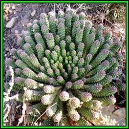 Euphorbia caput-medusae Seeds - Rare Endemic Indigenous Succulent - Combined Shipping, NEW