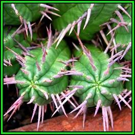 Euphorbia ferox Seeds - Rare Indigenous Endemic Drought Tolerant Succulent - NEW