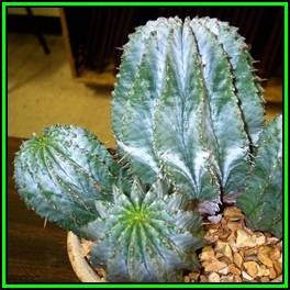 Euphorbia horrida - 10 Seed Pack - Indigenous Endemic Drought Tolerant Succulent - NEW