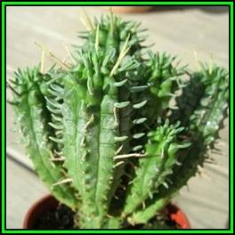 Euphorbia mammillaris Seeds - Indigenous South African Succulent + FREE Seeds with ALL Orders - NEW