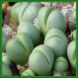 Argyroderma subalbum -50 Seed Pack- Indigenous Succulent Mesemb -Verfied Seller Global Shipping- NEW