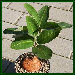 Raphionacme palustris - 10 Seed Pack - Indigenous Caudiciform Succulent - Flat Ship Rate - NEW