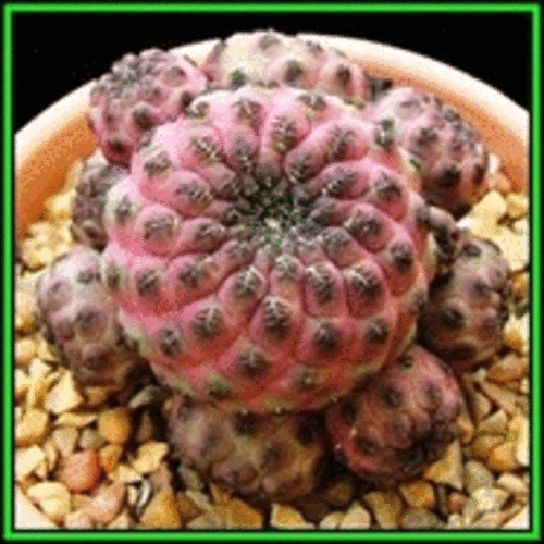 Rebutia Mixed Species - 100 Bulk Seed Pack - Exotic Cactus Succulent -Combined Shipping- NEW