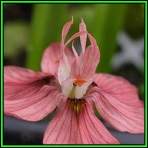 Moraea brachygyne - 10 Seed Pack - Indigenous Endemic Perennial Bulb - New