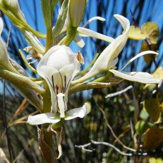 10 Disa draconis Seeds - Indigenous South African Orchid Seeds + FREE SEEDS WITH ALL ORDERS