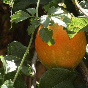 5 Momordica cardiospermoides Seeds - Bitter Gourd - South African Indigenous Climber - Global Ship