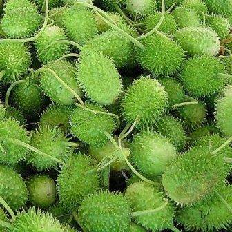 10 Cucumis anguria Seeds - Bur Gherkin Seeds - Indigenous