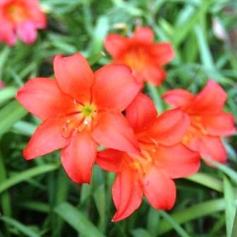 Cyrtanthus sanguineus Seeds ~ Fire Lily ~ Indigenous Bulbs Seeds