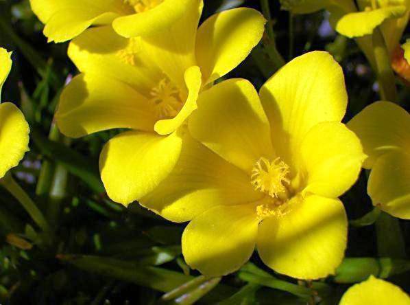 20 Galaxia ovata Seeds