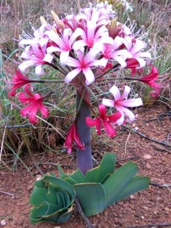 Ammocharis coranica Seeds ~ Karoo Lily - Indigenous Bulbs Seeds