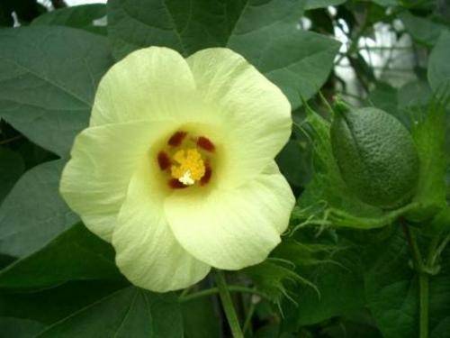 Gossypium herbaceum Seeds ~ Levant cotton Seeds - Indigenous