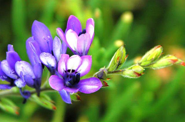 Babiana inclinata Seeds - Indigenous Bulbs Seeds