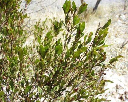 Euclea divinorum Indigenous Tree Seeds ~ Magic gwarri